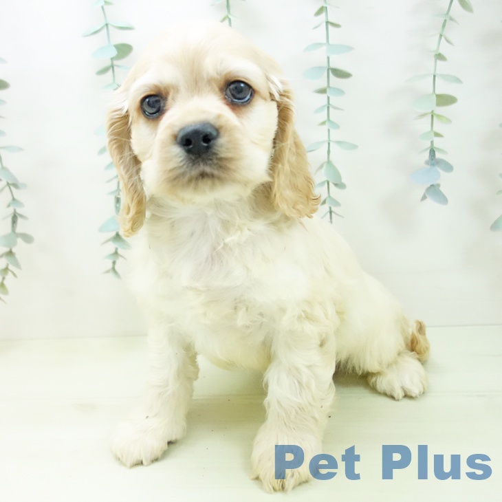 アメリカン・コッカー・スパニエル