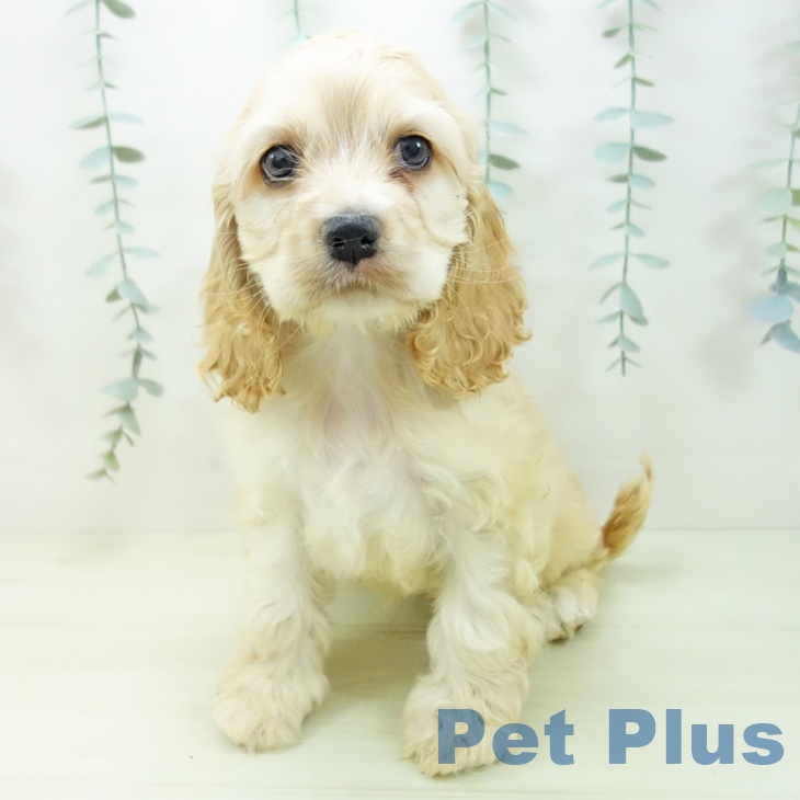 アメリカン・コッカー・スパニエルの写真2