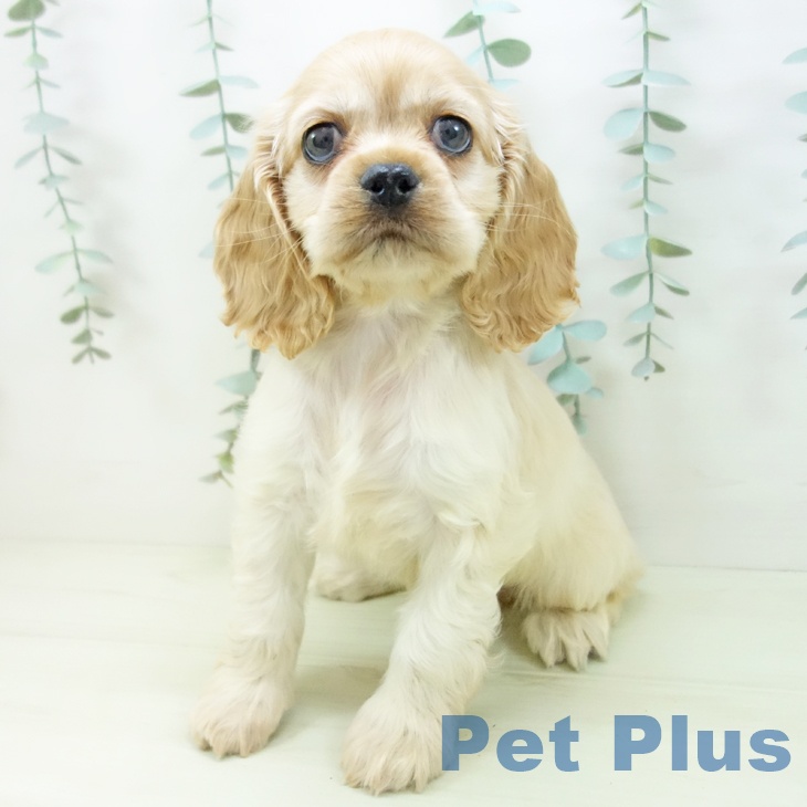 アメリカン・コッカー・スパニエル