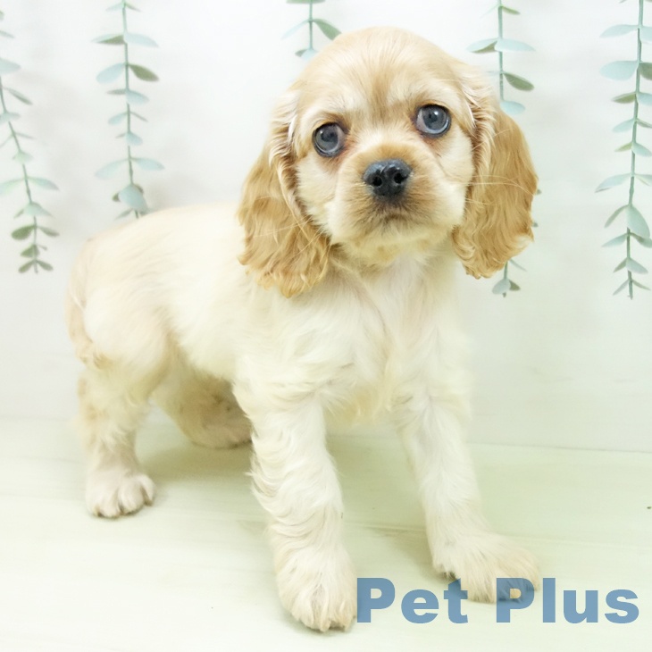 アメリカン・コッカー・スパニエルの写真2