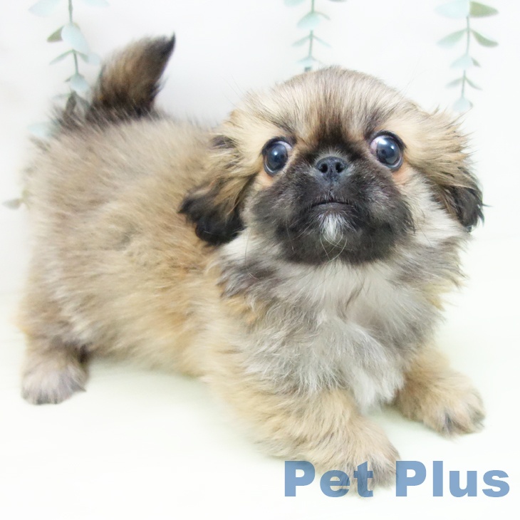 ペキニーズの写真2