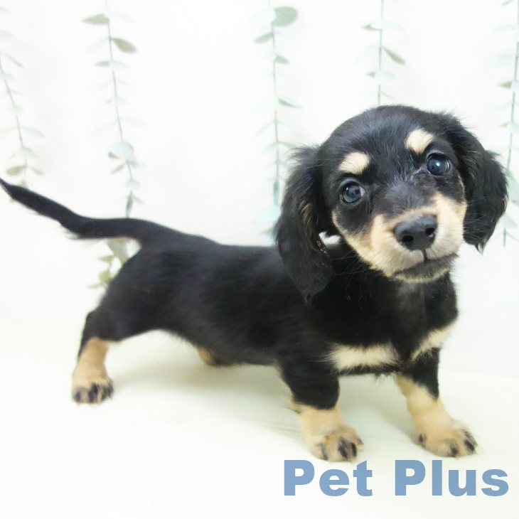 ミニチュア・ダックスフンド