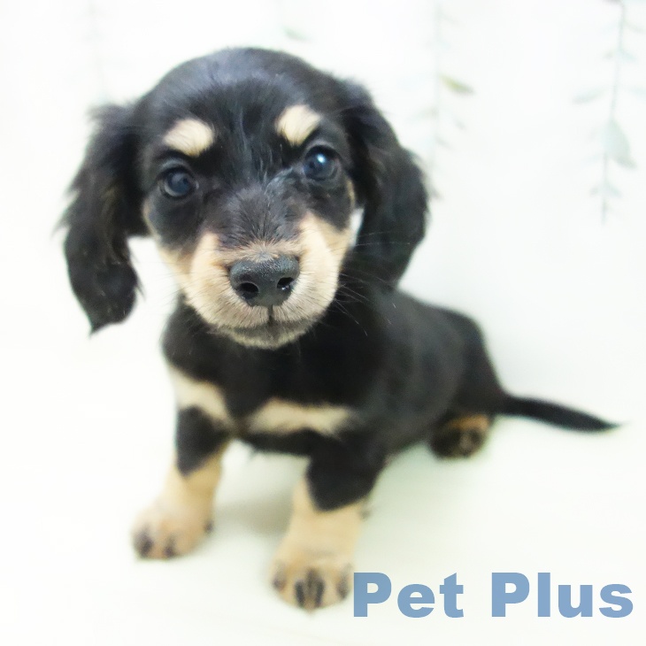 ミニチュア・ダックスフンドの写真2