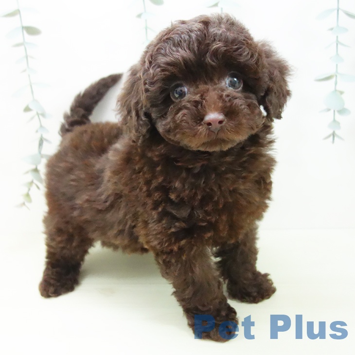 トイ・プードル