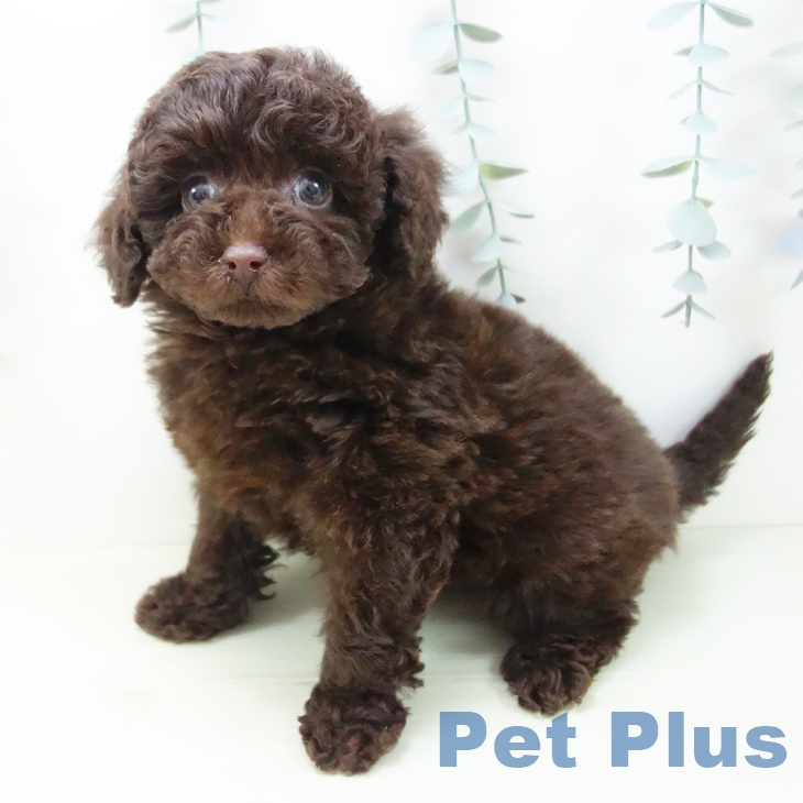 トイ・プードルの写真2