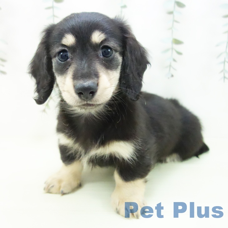 ミニチュア・ダックスフンドの写真2