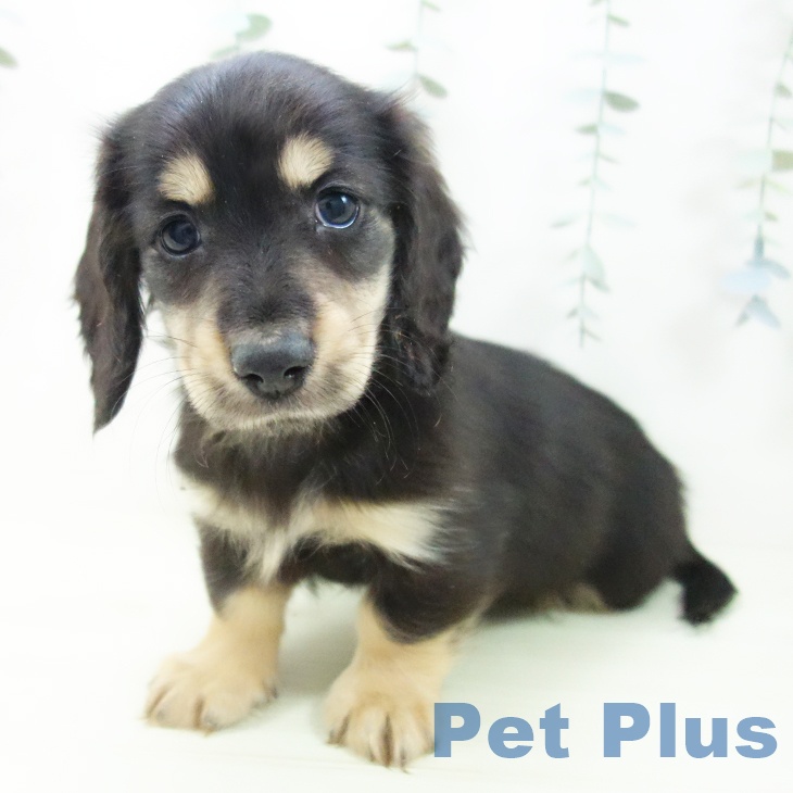 ミニチュア・ダックスフンドの写真2