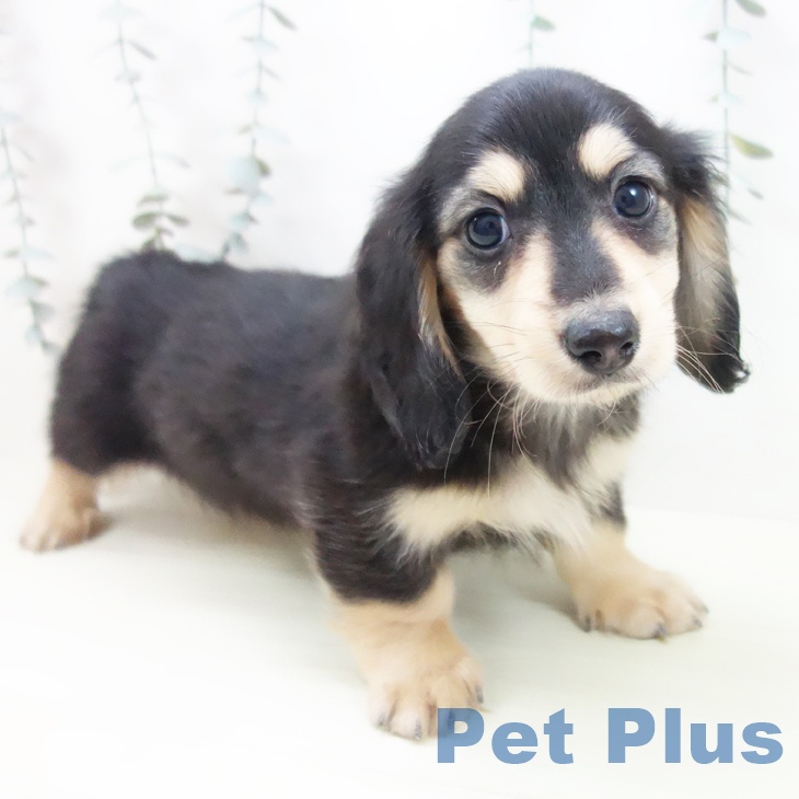 ミニチュア・ダックスフンド