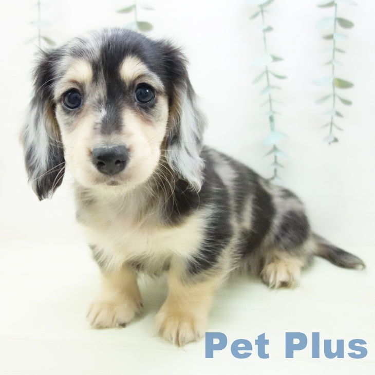 ミニチュア・ダックスフンド