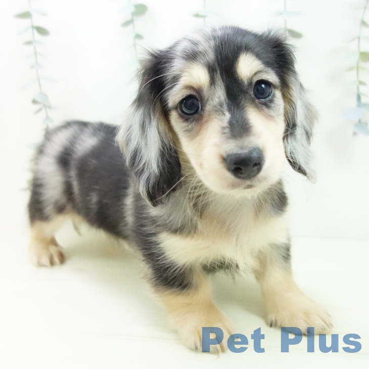 ミニチュア・ダックスフンドの写真2