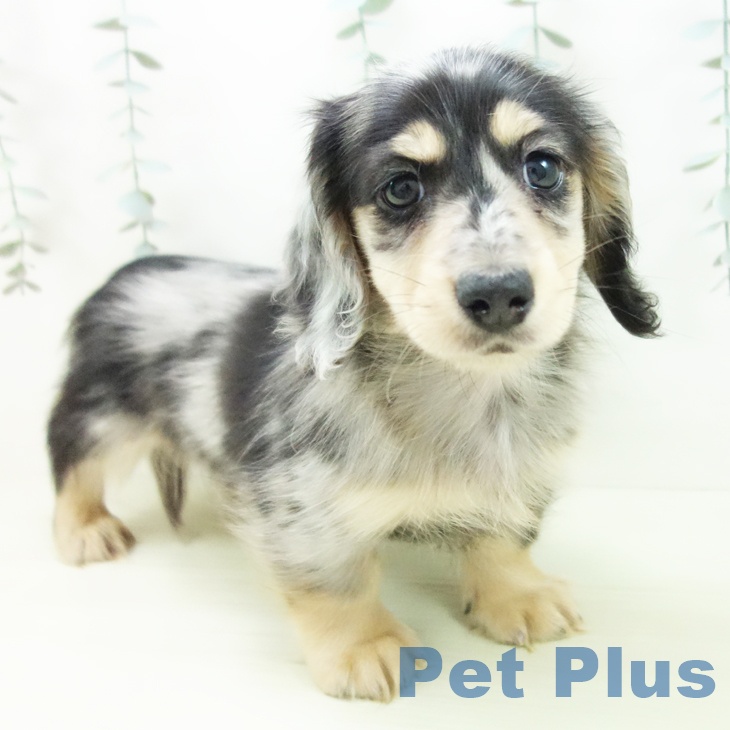 ミニチュア・ダックスフンドの写真2