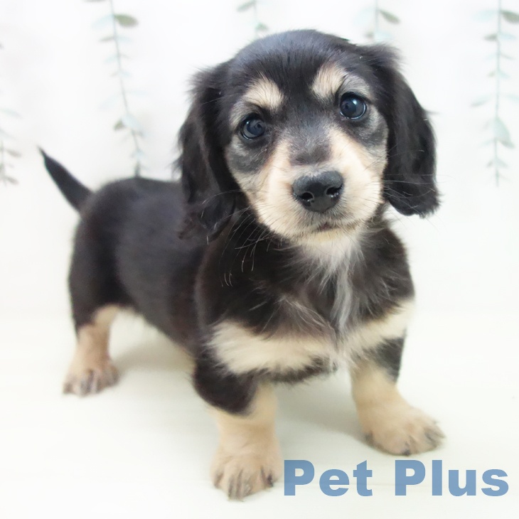 ミニチュア・ダックスフンド