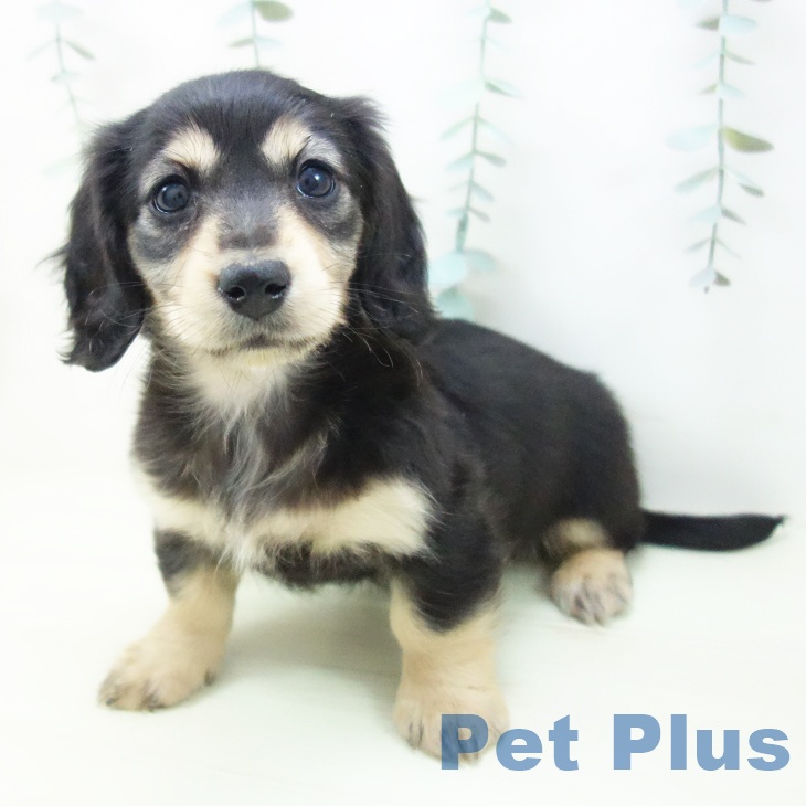 ミニチュア・ダックスフンドの写真2