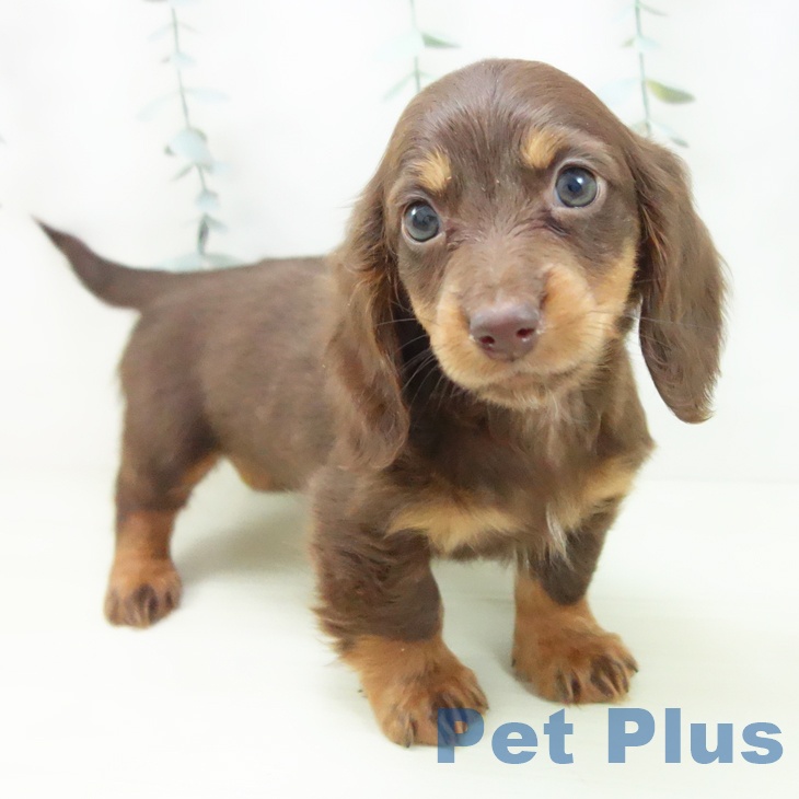 ミニチュア・ダックスフンドの写真2