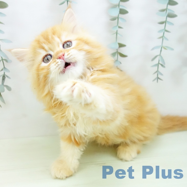 サイベリアンの写真2