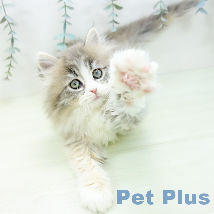 サイベリアンの写真2