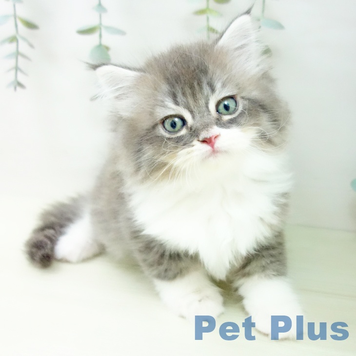 サイベリアンの写真2