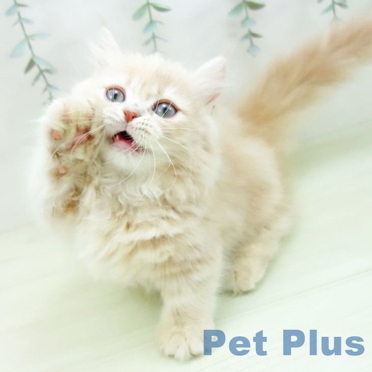 ミヌエットの写真2