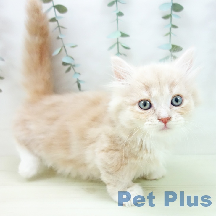 ミヌエットの写真2