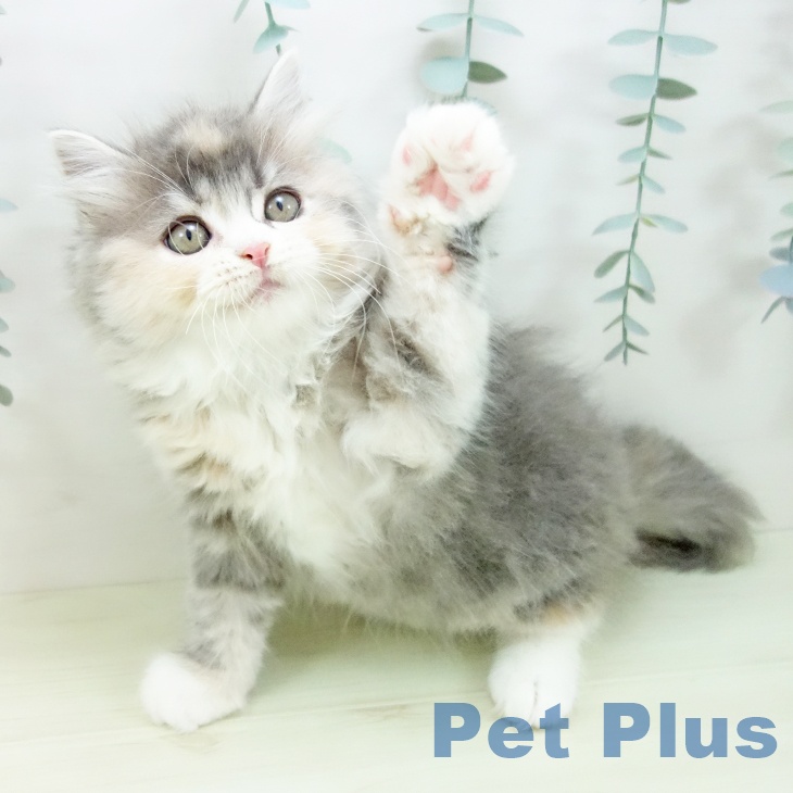 ラガマフィンの写真2