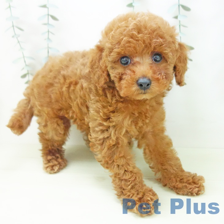 トイ・プードルの写真2