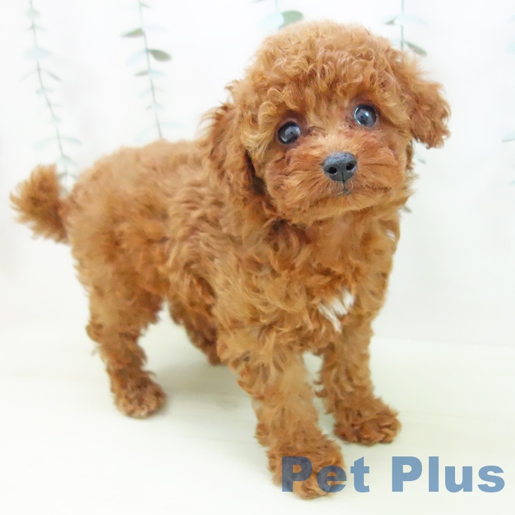 トイ・プードル