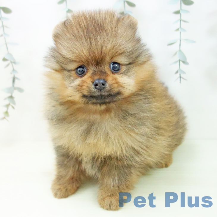 ポメラニアンの写真2