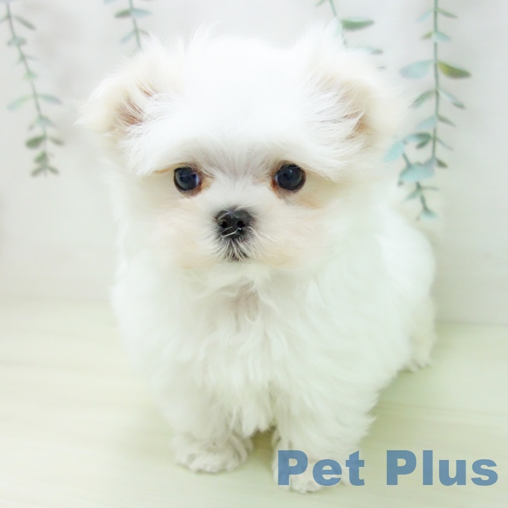 マルチーズの写真2