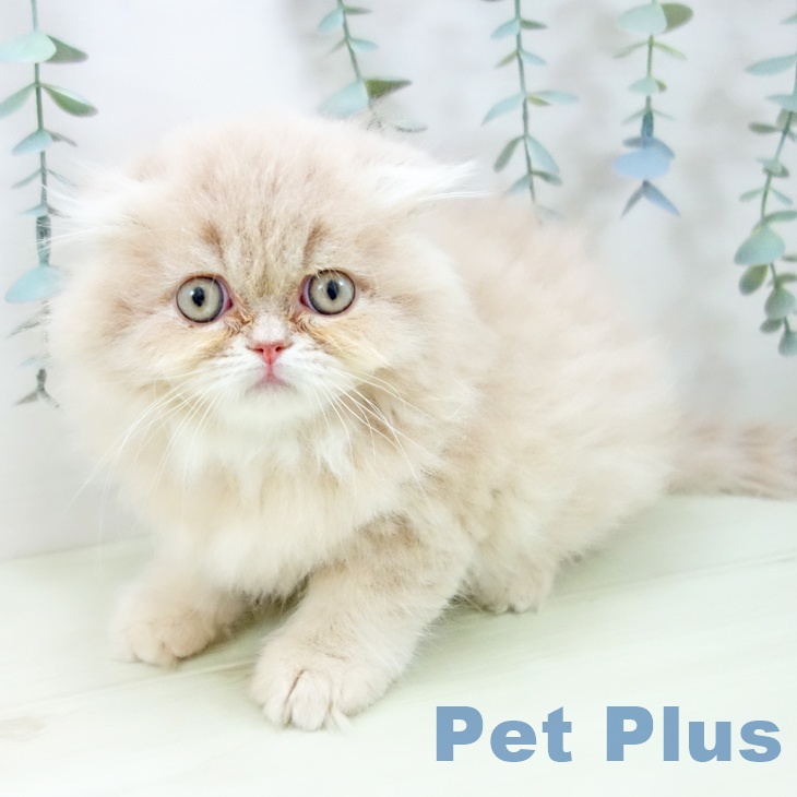 スコティッシュフォールド