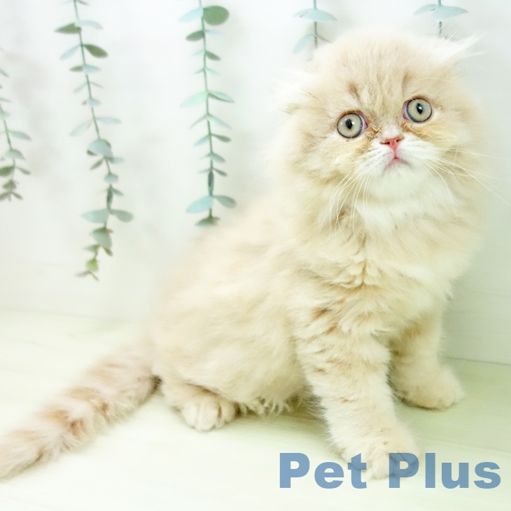 スコティッシュフォールド