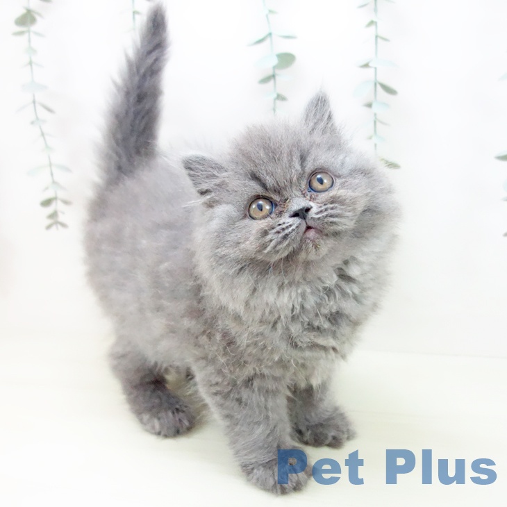 スコティッシュフォールド