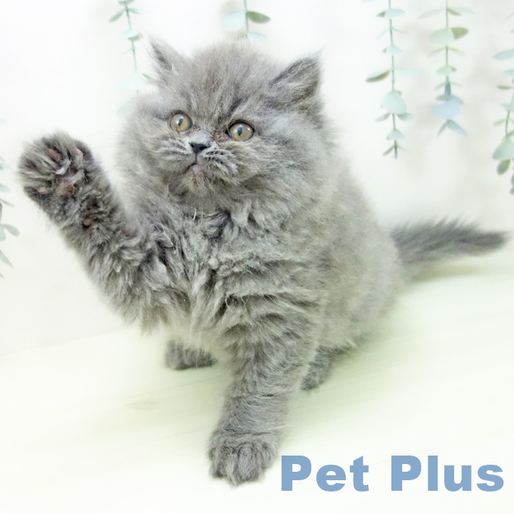 スコティッシュフォールド