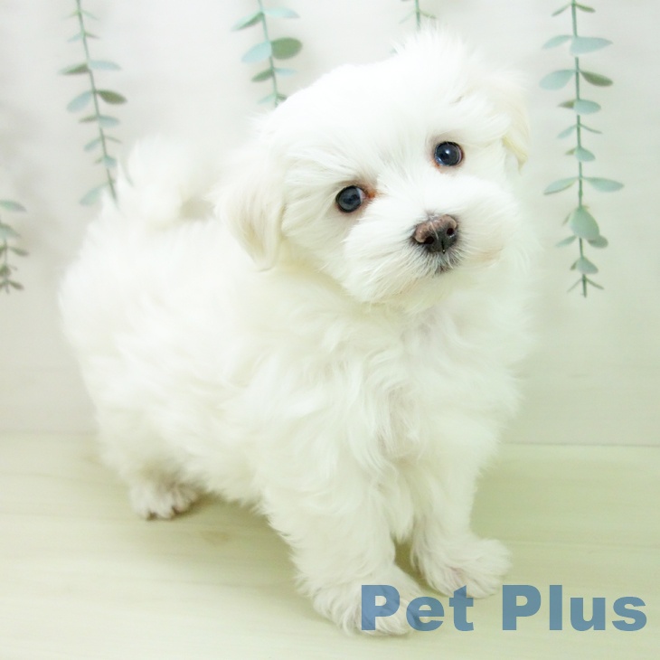 マルチーズの写真2