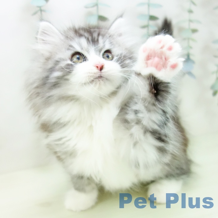 ノルウェージャンフォレストキャット