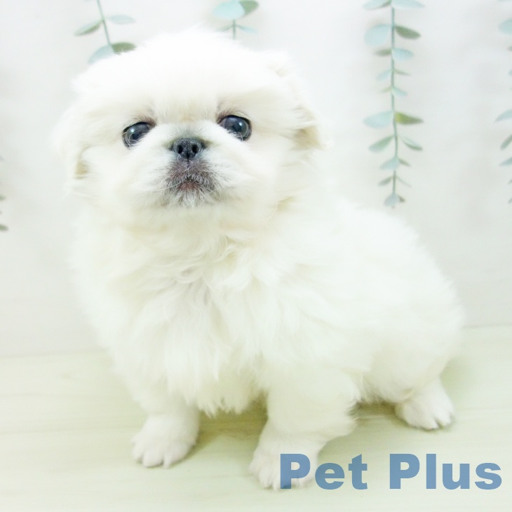 ペキニーズの写真2