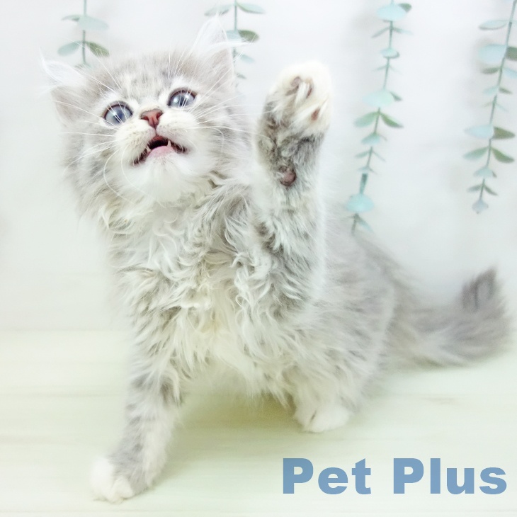 マンチカンの写真2