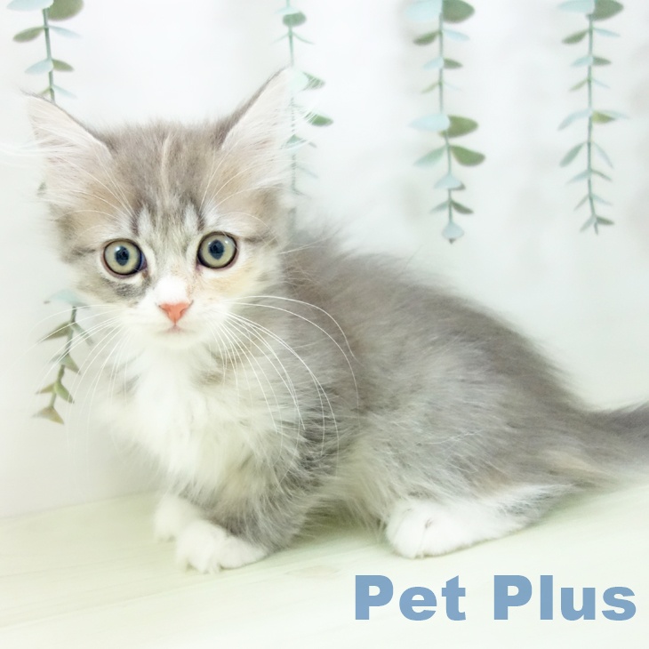 マンチカンの写真2