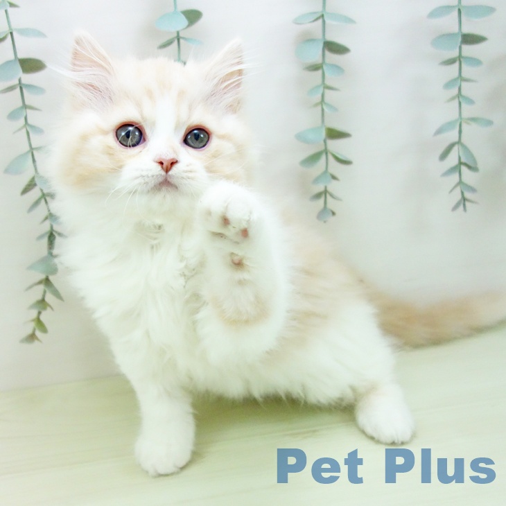 スコティッシュフォールド