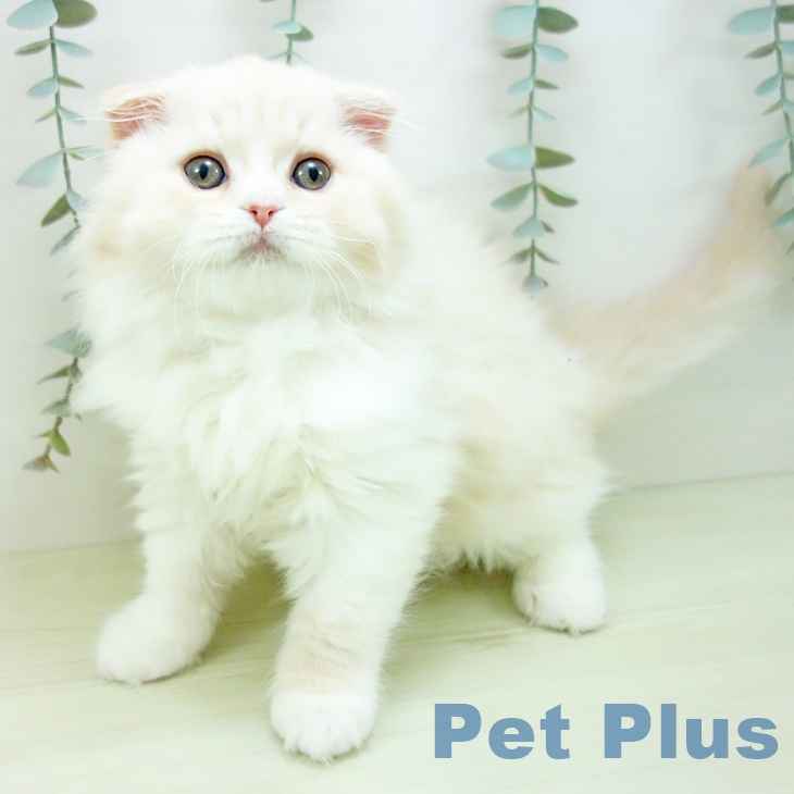 スコティッシュフォールド