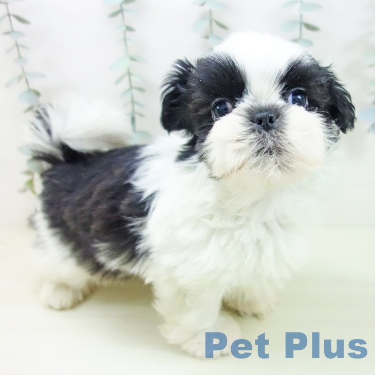 シー・ズーの写真2