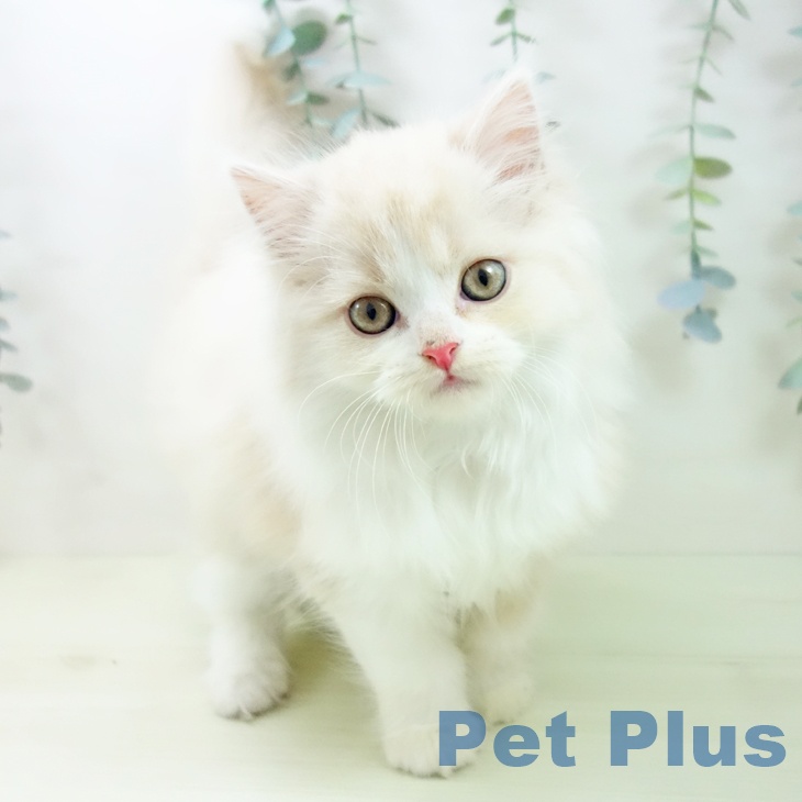 スコティッシュフォールドの写真2