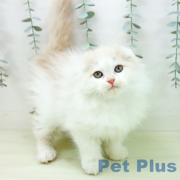 スコティッシュフォールド