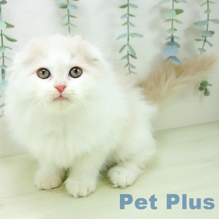 スコティッシュフォールドの写真2