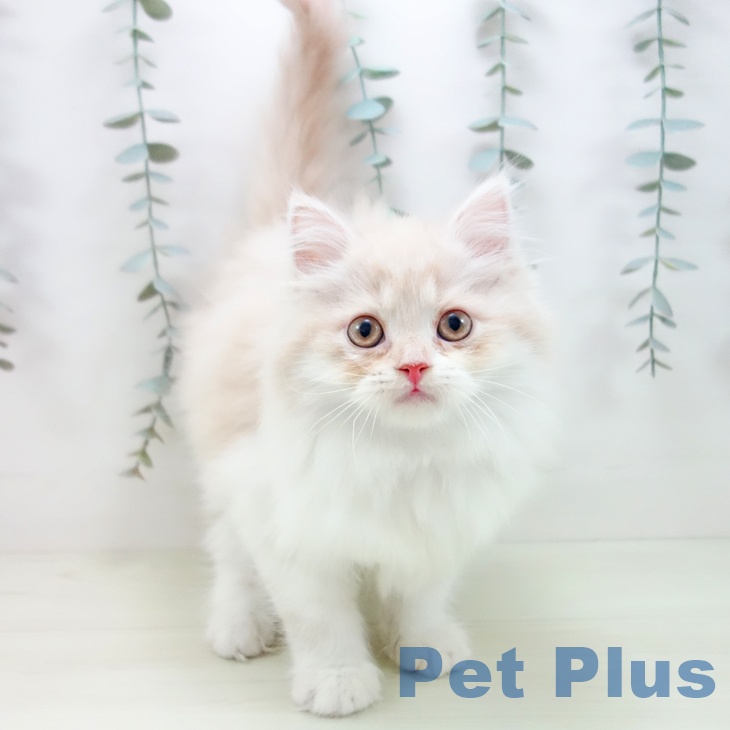 スコティッシュフォールド