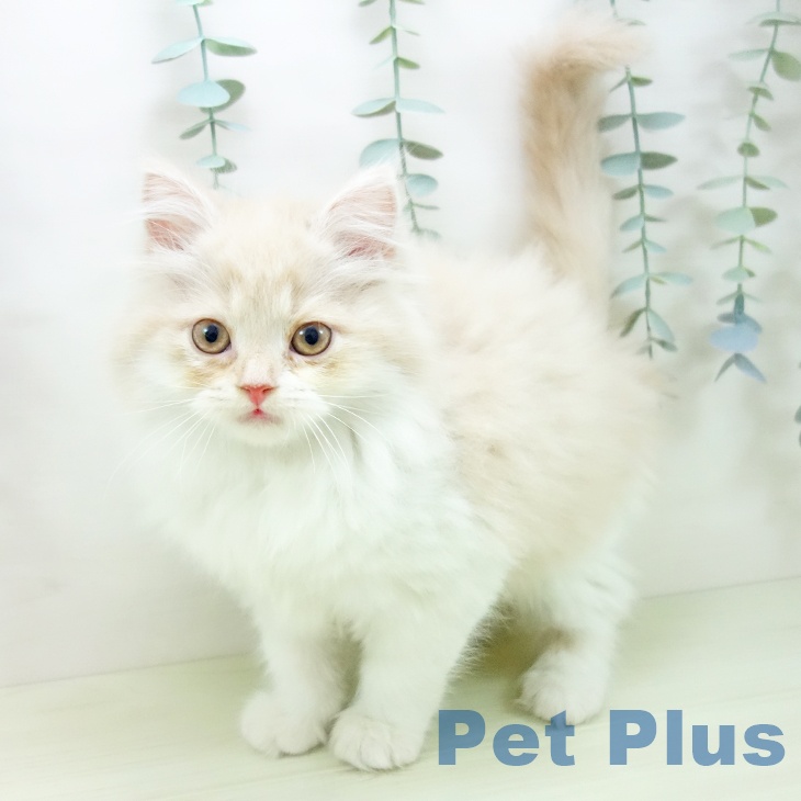 スコティッシュフォールド