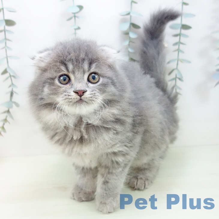 スコティッシュフォールド