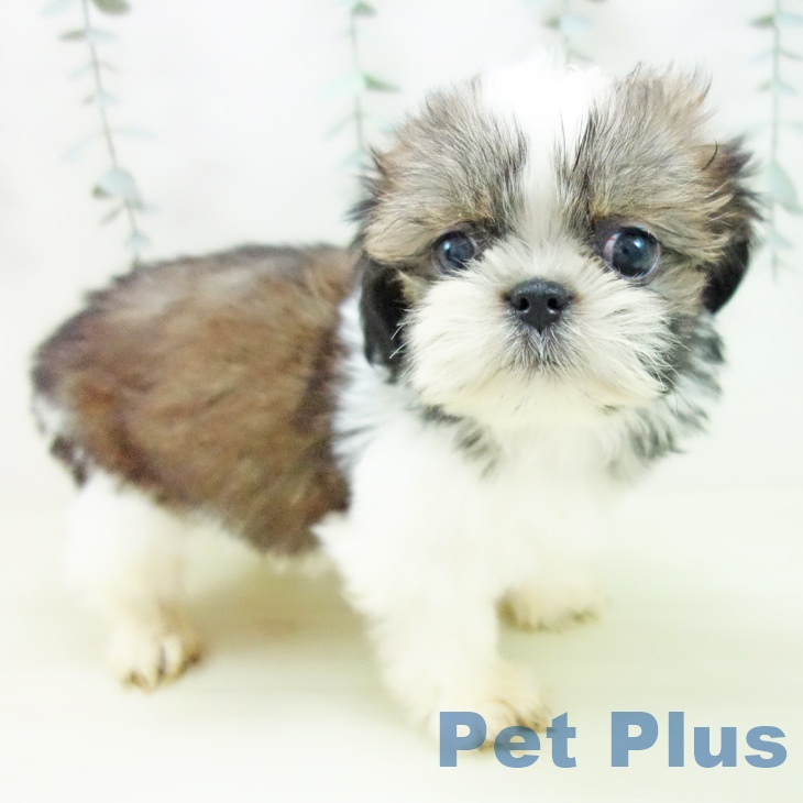 シー・ズーの写真2