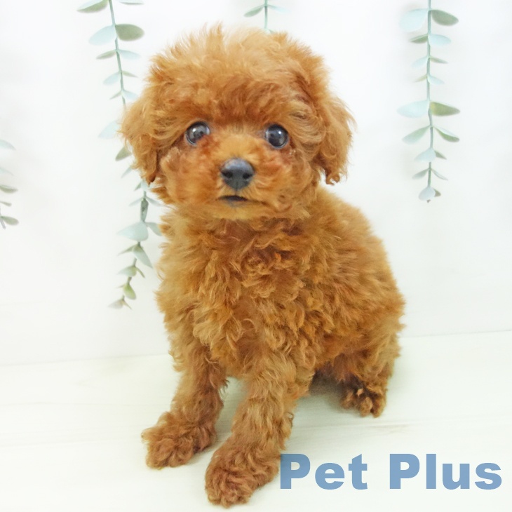 トイ・プードル