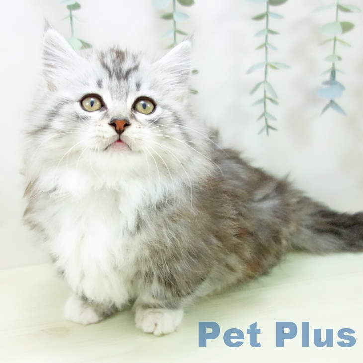 ミヌエットの写真2