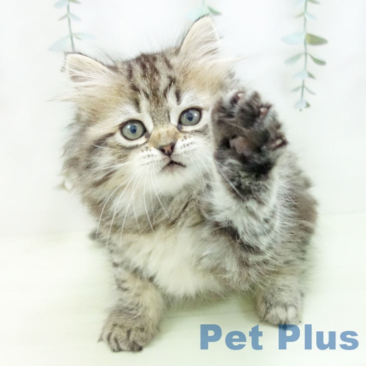 ラガマフィンの写真2